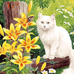 Kitty And Flowers - DIY Painting By Numbers Kit