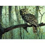 Owl On Tree - DIY Painting By Numbers Kit