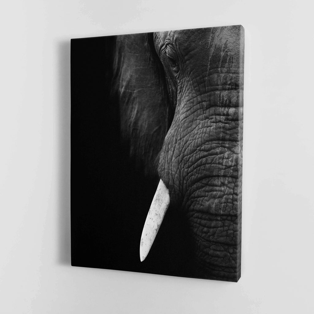 Black and White Elephant Close up