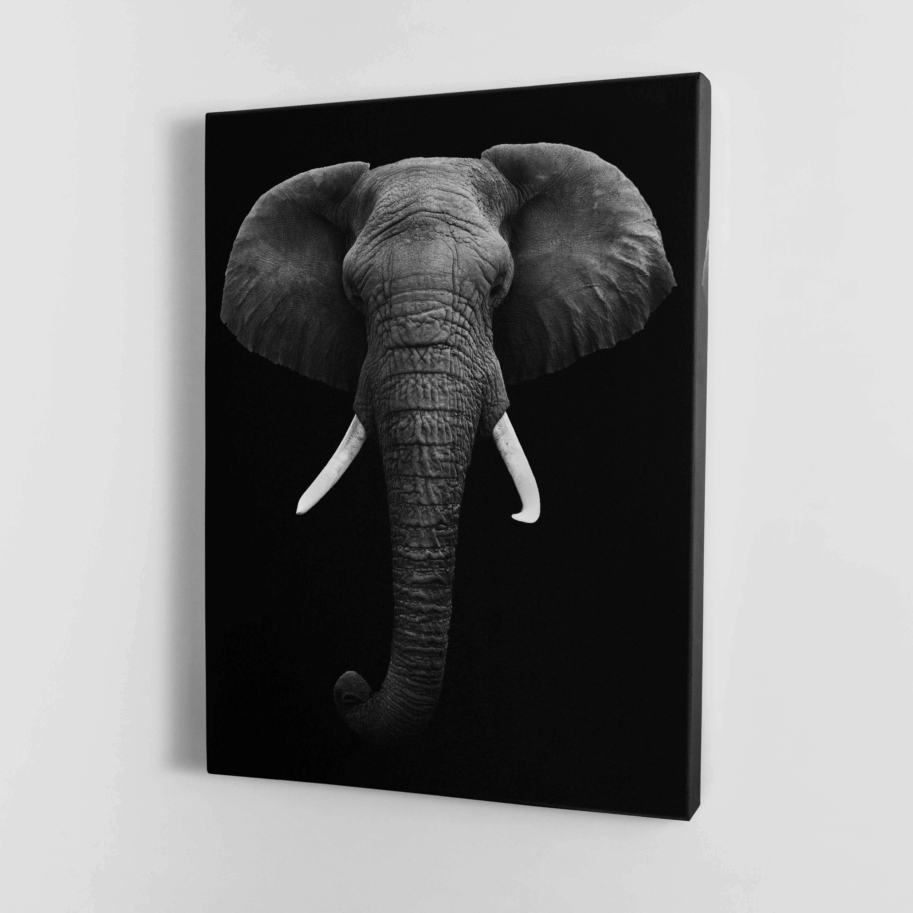 Black and White Elephant face