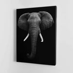 Black and White Elephant face