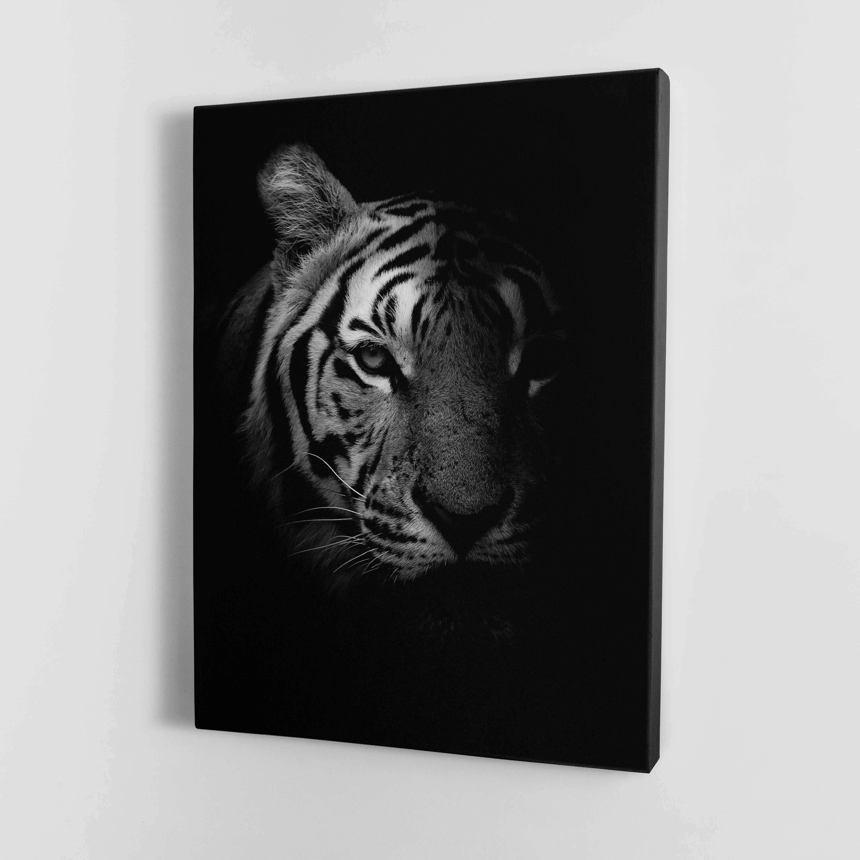 Black and White Fading Tiger