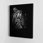 Black and White Fading Tiger