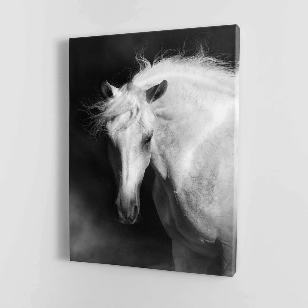 Black and White majectic Horse