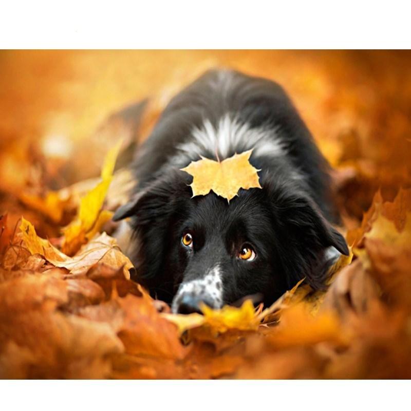 Puppy Face - DIY Painting By Numbers Kits