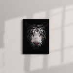 Black and White Bengal Tiger