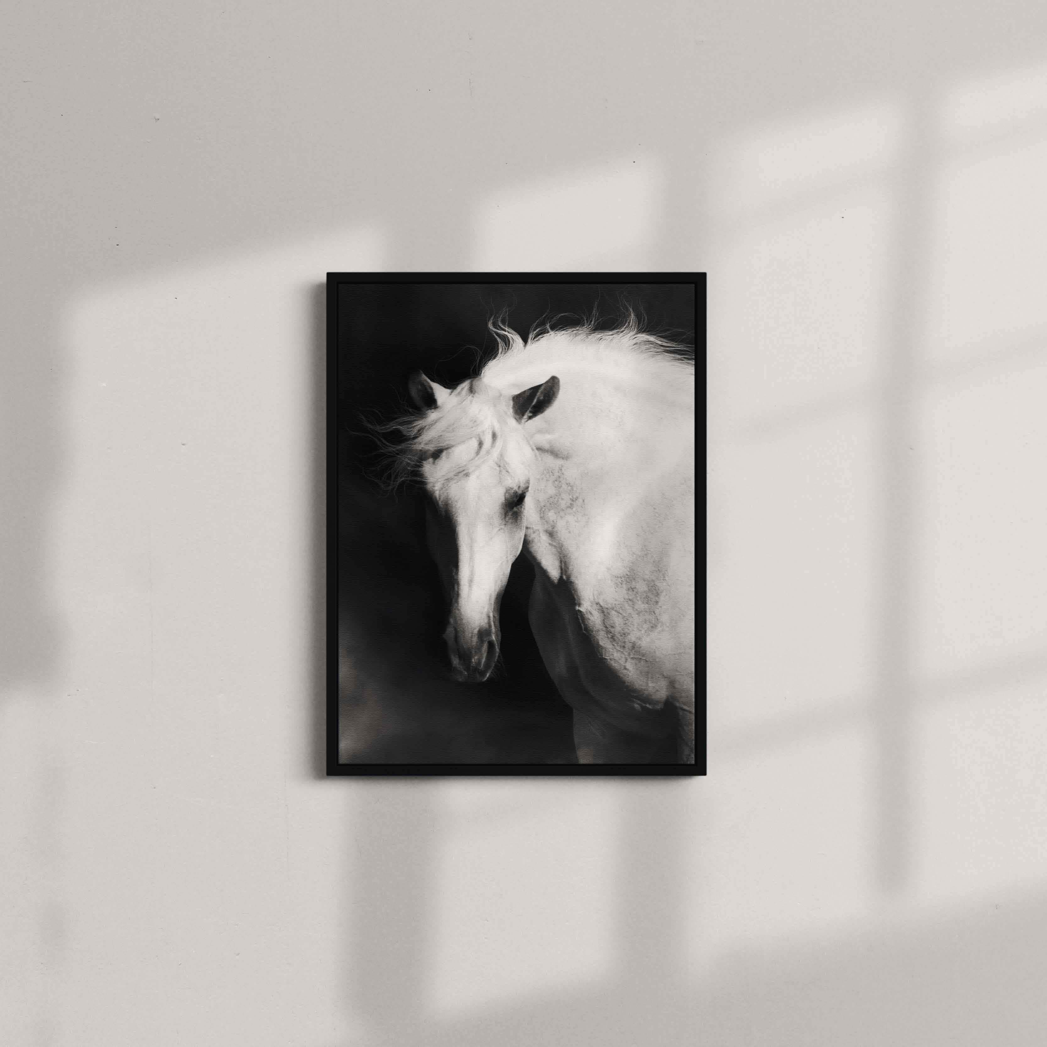Black and White majectic Horse
